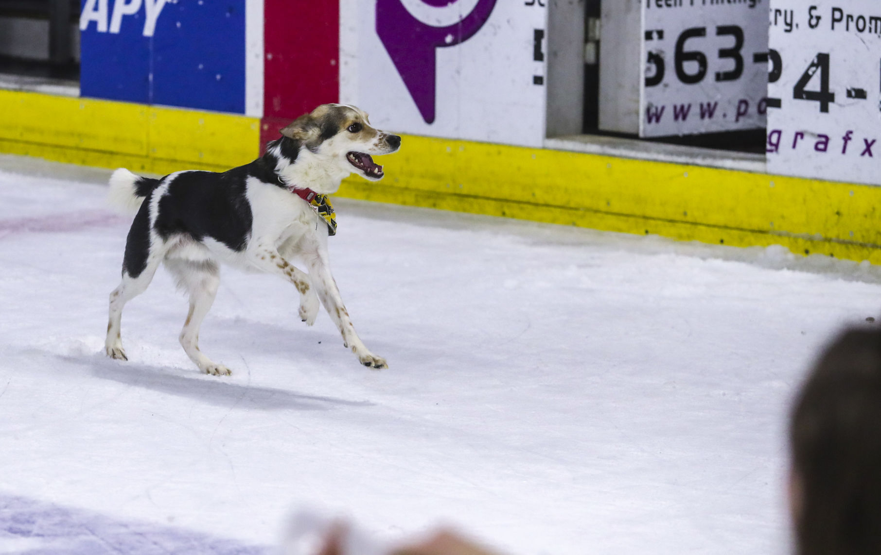 021819-qct-spt-storm-hockey-039